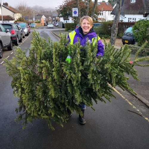 Christmas tree collection